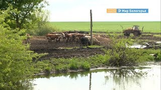 Мраморная говядина из Прохоровского района
