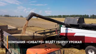 Компания «Сибагро» ведёт уборку урожая