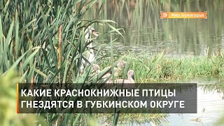 Какие краснокнижные птицы гнездятся в Губкинском округе