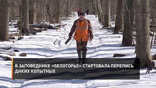 В заповеднике «Белогорье» стартовала перепись диких копытных
