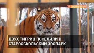 Двух тигриц поселили в Старооскольский зоопарк