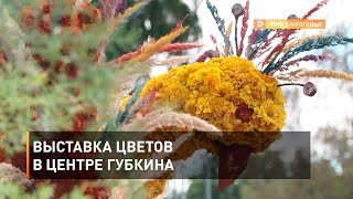 Выставка цветов в центре Губкина 
