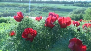 «Воронцовый край» прошел в Вейделевском районе