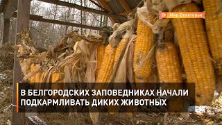 В белгородских заповедниках начали подкармливать диких животных