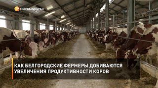 Как белгородские фермеры добиваются увеличения продуктивности коров