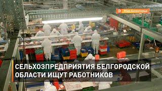 Сельхозпредприятия Белгородской области ищут работников