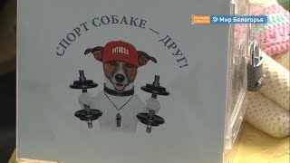 Спортивные соревнования в защиту животных 