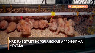 Как работает корочанская агрофирма «Русь»