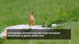 Сотрудники Экоохотнадзора подсчитывают численность диких животных