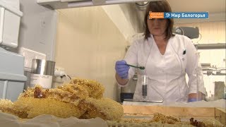 57 млн рублей – ущерб белгородских пчеловодов