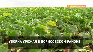 Уборка урожая в Борисовском районе