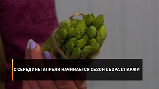 С середины апреля начинается сезон сбора спаржи