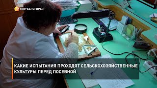 Какие испытания проходят сельскохозяйственные культуры перед посевной