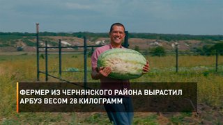  Фермер из Чернянского района вырастил арбуз весом 28 килограмм