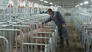 Новую породу свиней хотят вывести в Белгородской области