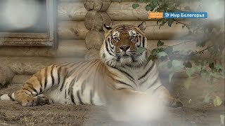 Бенгальский тигр в Старооскольском зоопарке