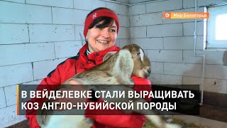 В Вейделевке стали выращивать коз англо-нубийской породы