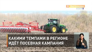 Какими темпами в регионе идёт посевная кампания