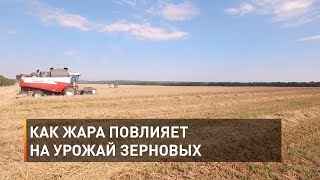 Как жара повлияет на урожай зерновых