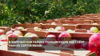 В Корочанском районе полным ходом идёт сбор ранних сортов яблок