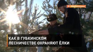 Как в губкинском лесничестве охраняют ёлки