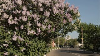 Цветение сирени в Белгороде