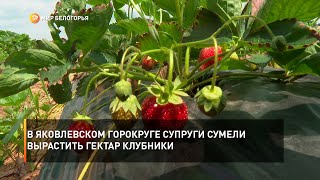 В Яковлевском горокруге супруги сумели вырастить гектар клубники