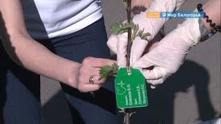 «Аллея здоровых сердец» появилась в Старом Осколе