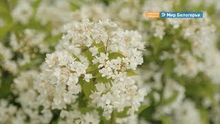 Ботсад БелГУ отметил 20-летие