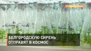Белгородскую сирень отправят в космос