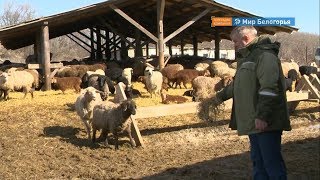 Как развивается фермерское хозяйство Ивнянского района