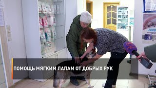 Помощь мягким лапам от добрых рук