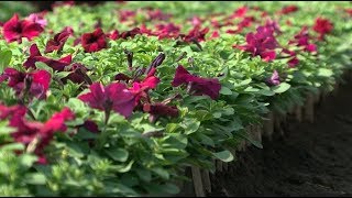 Как украсят Белгород этим летом