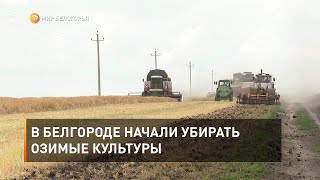 В Белгороде начали убирать озимые культуры