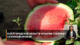 В Белгородской области аграрии собирают сезонный урожай