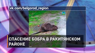Спасение бобра в Ракитянском районе