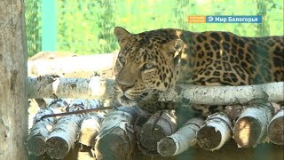 Леопард, кенгуру и другие новые обитатели белгородского зоопарка