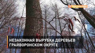 Незаконная вырубка деревьев Грайворонском округе