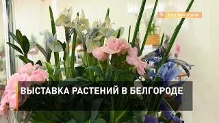 Выставка растений в Белгороде