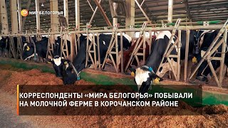 Корреспонденты «Мира Белогорья» побывали на молочной ферме в Корочанском районе