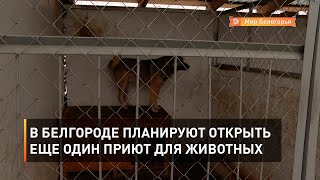 В Белгороде планируют открыть еще один приют для животных