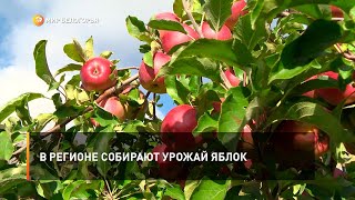 В регионе собирают урожай яблок