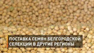 Поставка семян белгородской селекции в другие регионы