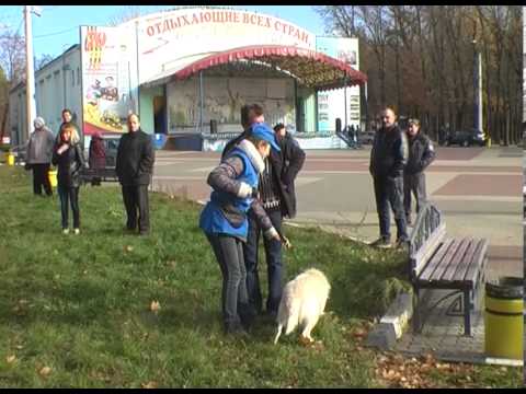 В Белгороде прошла выставка - раздача бездомных собак