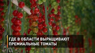 Где в области выращивают премиальные томаты