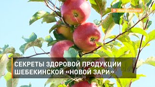 Секреты здоровой продукции шебекинской «Новой Зари»