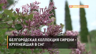 Белгородская коллекция сирени - крупнейшая в СНГ