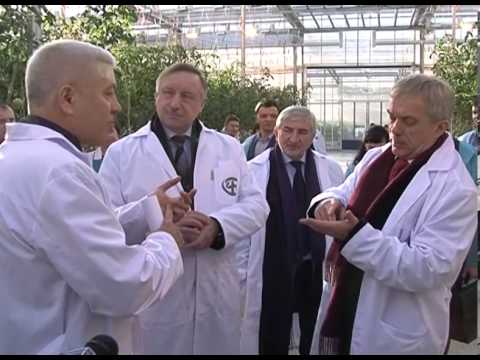 Александр Беглов осмотрел 	белгородские теплицы 