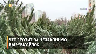 Что грозит за незаконную вырубку ёлок