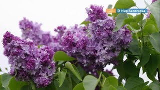 Белгородский сирингарий выводит новые сорта сирени